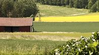 Peltomaisemaa.