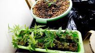 Kannabis-kasveja kasvamassa kukkalaatikossa.