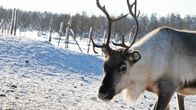 Poro aitauksessa.