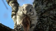 Liito-orava