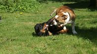 Rottweiler ja vanhaenglanninbulldoggi leikkivät nurmikolla.