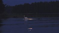 Aki Taavitsaisen otos joutsenen iltakylvystä kuutamon valossa