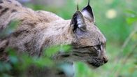 Ilves Ähtärin eläinpuistossa. 