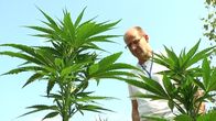 Ylikonstaapeli Janne Aro-Heinilä tutkii Nousiaisista löydettyä isoa kannabisviljelmää. Kuvassa kaksi lähes Aro-Heinilän korkuista kannabiskasvia.