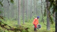 Thaimaalainen marjanpoimija metsässä.