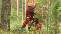 Puna-asuinen thaimaalaispoimija poimimassa marjoja.