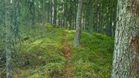 Polku vanhassa metsässä.