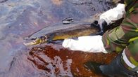 Radiolähettimellä varustettu järvilohi