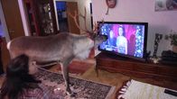 Aatu katsoo televisiota.