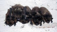 Pohjalepakot