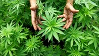 Kannabis-viljelmä Pojois-Israelissa.