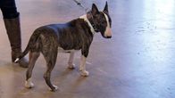 bullterrieri