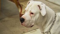 Dogo argentino eli argentiinandoggi.
