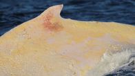 Valkoinen Migaloo-ryhävalas uimassa muuttomatkallaan pohjoiseen Australian itärannikolla.