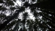 Metsää