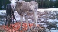 Kaksi hirveä, joista toinen valkoinen, syövät ruokintapaikalla porkkanoita.