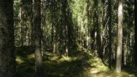 Kesäistä kuusimetsää Hämeenlinnassa Evolla.