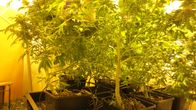 Kannabiskasveja.