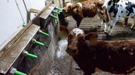 Oikeutta eläimille -yhdistyksen ottama salakuva vasikkakasvattamosta