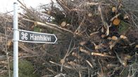 Hanhikiven kyltti ja kasa hakattua puuta Pyhäjoen Hanhikivenniemellä.
