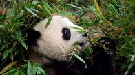 Jättipanda.