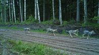 Sudenpennut juoksevat tiellä.