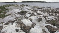 Hävitetty merimetsojen pesimäluoto Luvialla