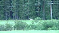 Valkoinen hirvi pellon laidalla