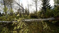 Tuulen kaatamia puita Ylivieskassa Pohjois-Pohjanmaalla 2. lokakuuta