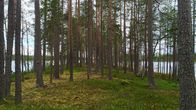 Valtion metsää