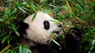 Panda syö bambua Kiinassa.
