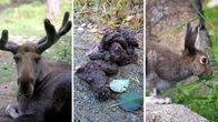 Tunnetko suomalaiset eläimet?