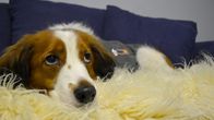 Koira Capo lepäilee sohvalla. Kooikerhondje rotu.