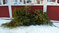 Joulukuusia roskakatoksessa