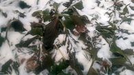 vuorenkilpiä pakkasessa