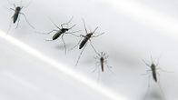 Aedes aegypti -hyttysiä laboratorio-olosuhteissa valokuvattuna.