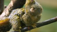 Vastasyntynyt kääpiömarmosetti tarrautui emoonsa puolalaisessa eläintarhassa vuonna 2012.