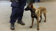 Riesa on vasta vuoden ja kaksi kuukautta vanha belgianpaimenkoira.