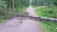 Rauli-myrskyn kaatama puu.