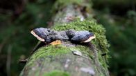 Kantokääpä on yleinen kaikissa metsäympäristöissä.