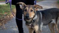 adoptiokoira