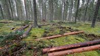 Suomalaista metsää ja kaadettuja puita.