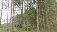 Metsäkone kaataa kuusipuita päätehakkuussa.