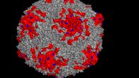 Enterovirus.