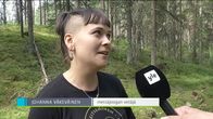 Yle Uutiset Pirkanmaa: Tältä näyttää metsäjooga Seitsemisessä
