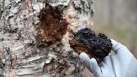 Pakurikäävän istutus eli ymppäys voi tarjota metsänomistajalle vaihtoehtoisen tavan tehdä tuottoa