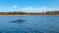 Valas Merenkurkussa