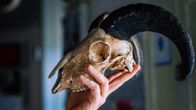 A sheep's head.