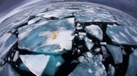 Jääkarhu jäälautalla, Svalbard Norja.