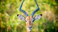 Impala